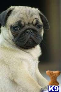 Pug Puppies
