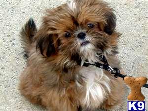 Shih Tzu Puppies