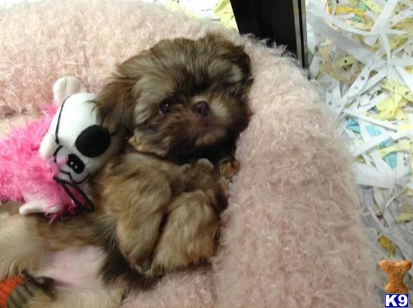 Puppies in NY