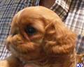 English Toy Spaniel