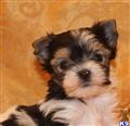 Biewer Yorkshire Terriers