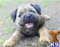Border Terrier