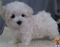 Maltipoo