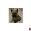 Norwich Terrier