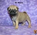 Pug