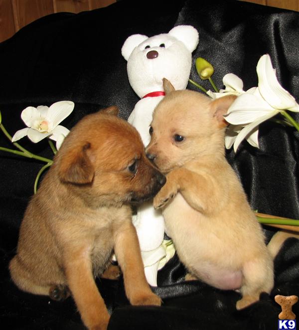 Puppies in MA
