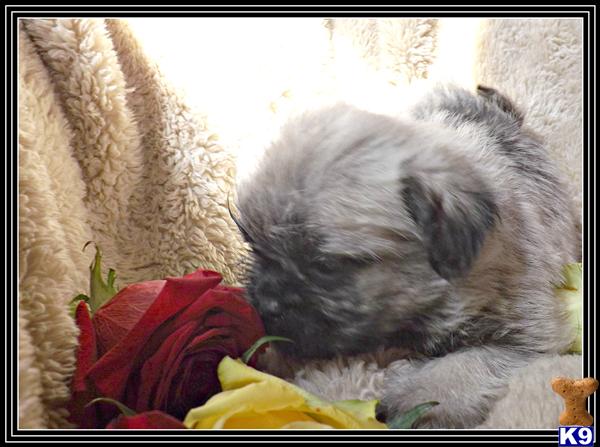 Puppies in MA