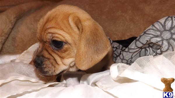 Puppies in MA