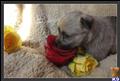 Cairn Terrier