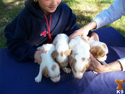 Brittany Puppies for Sale