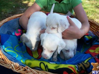 English Setter Puppies for Sale