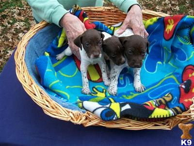 Puppies in TN