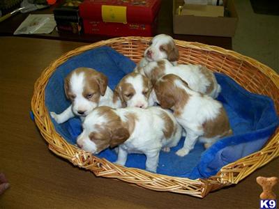 Brittany Puppies for Sale