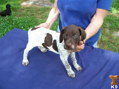 German Shorthaired Pointer Puppies for Sale