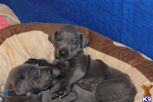 Great Dane Puppies in OH