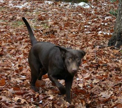 Dogs - Labrador Retriever
