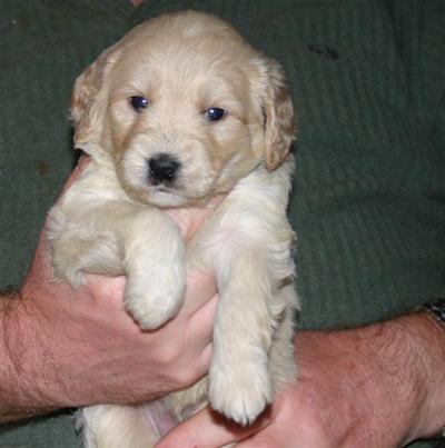 Goldendoodles Puppies for Sale