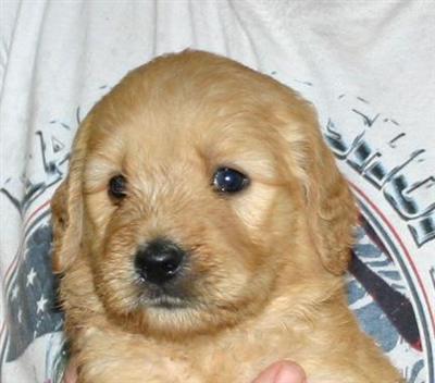 Goldendoodles Puppies for Sale