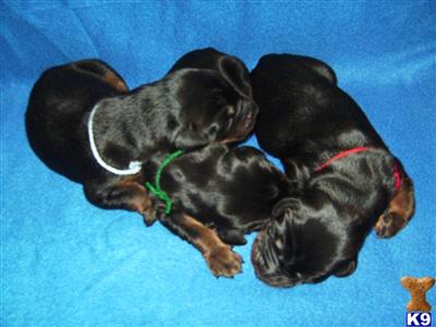 Puppies in Brooklyn