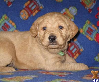 Puppies in MI