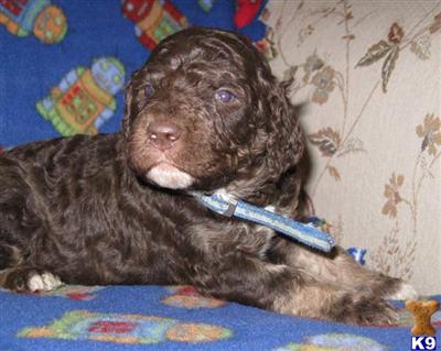 Poodle Puppies for Sale