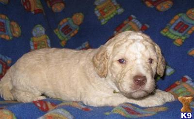 Poodle Puppies for Sale