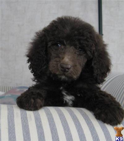 Poodle Puppies for Sale