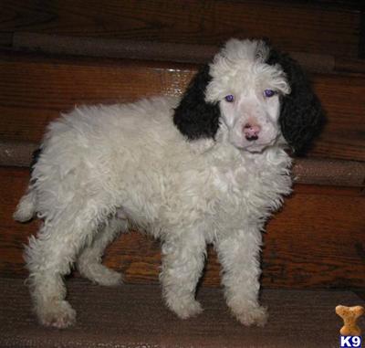 Poodle Puppies for Sale