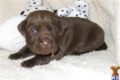 Labrador Retriever Puppies for Sale