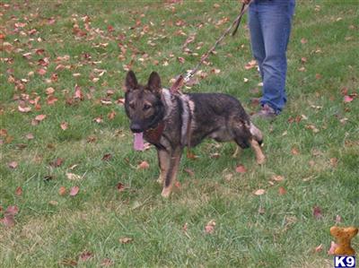 Dogs for Sale in MO