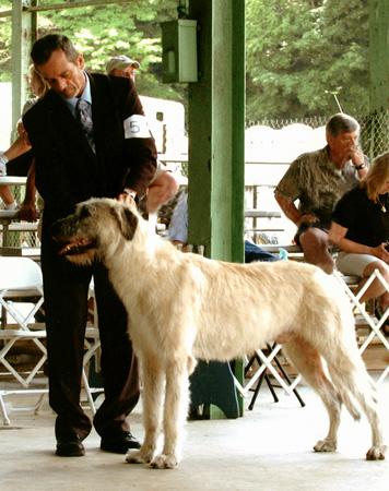 Stud Dogs - Irish Wolfhound