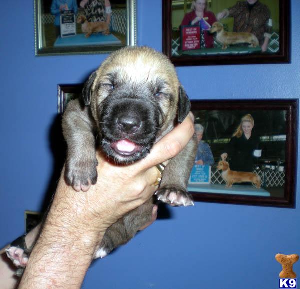 Irish Wolfhound Puppies for Sale