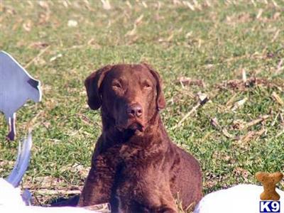 Stud Dogs in NC