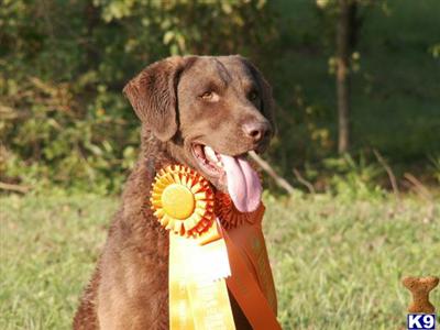 Stud Dogs in NC