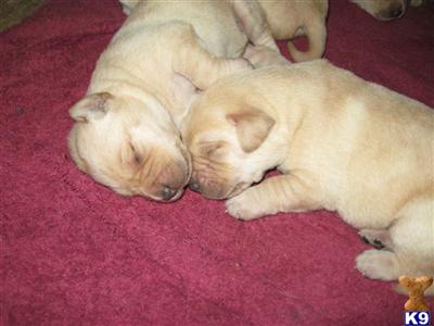 Labrador Retriever Puppies in TX