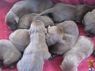 Labrador Retriever Puppies in TX