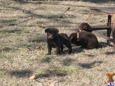 Labrador Retriever Puppies in TX
