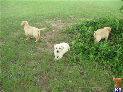 Labrador Retriever Puppies in TX