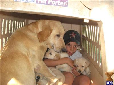 Labrador Retriever Puppies in TX