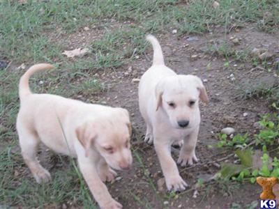Labrador Retriever Puppies in TX