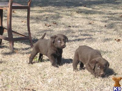 Labrador Retriever Puppies in TX