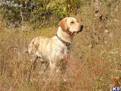 Labrador Retriever Puppies in TX