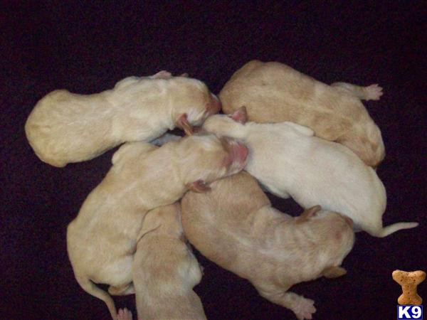 Labrador Retriever Puppies in TX