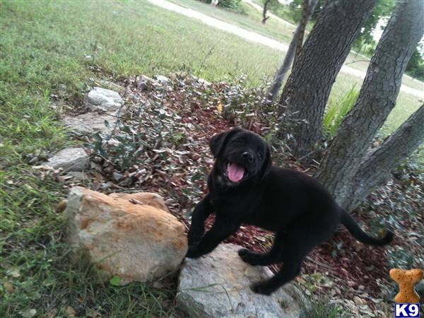 Puppies in Decatur