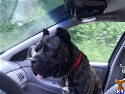 Stud Dogs - Cane Corso