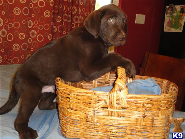 yellow lab puppies for sale. CHOCOLATE LAB PUPPIES FOR SALE