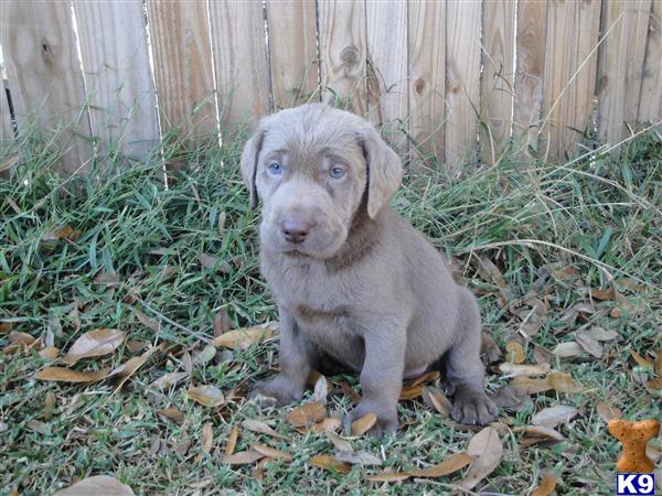 Labrador Retriever Puppies in FL
