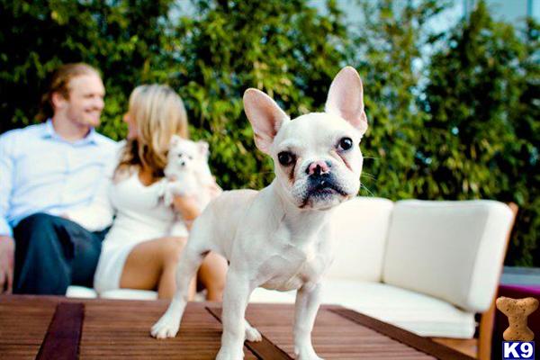 Stud Dogs - French Bulldog