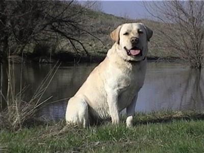 Stud Dogs in CA