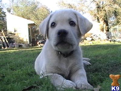 Puppies for Sale
